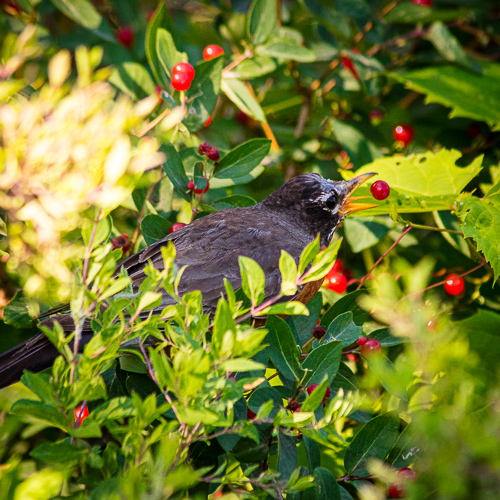 A bird catching a berry in its mouth at Minnehaha Falls.