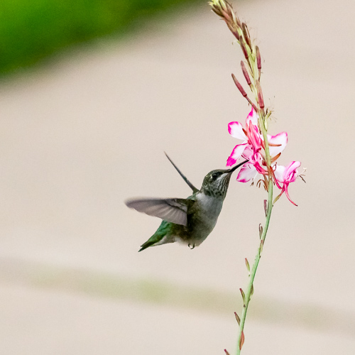 A hummingbird drinking nectar from a flower at Longfellow Gardens.